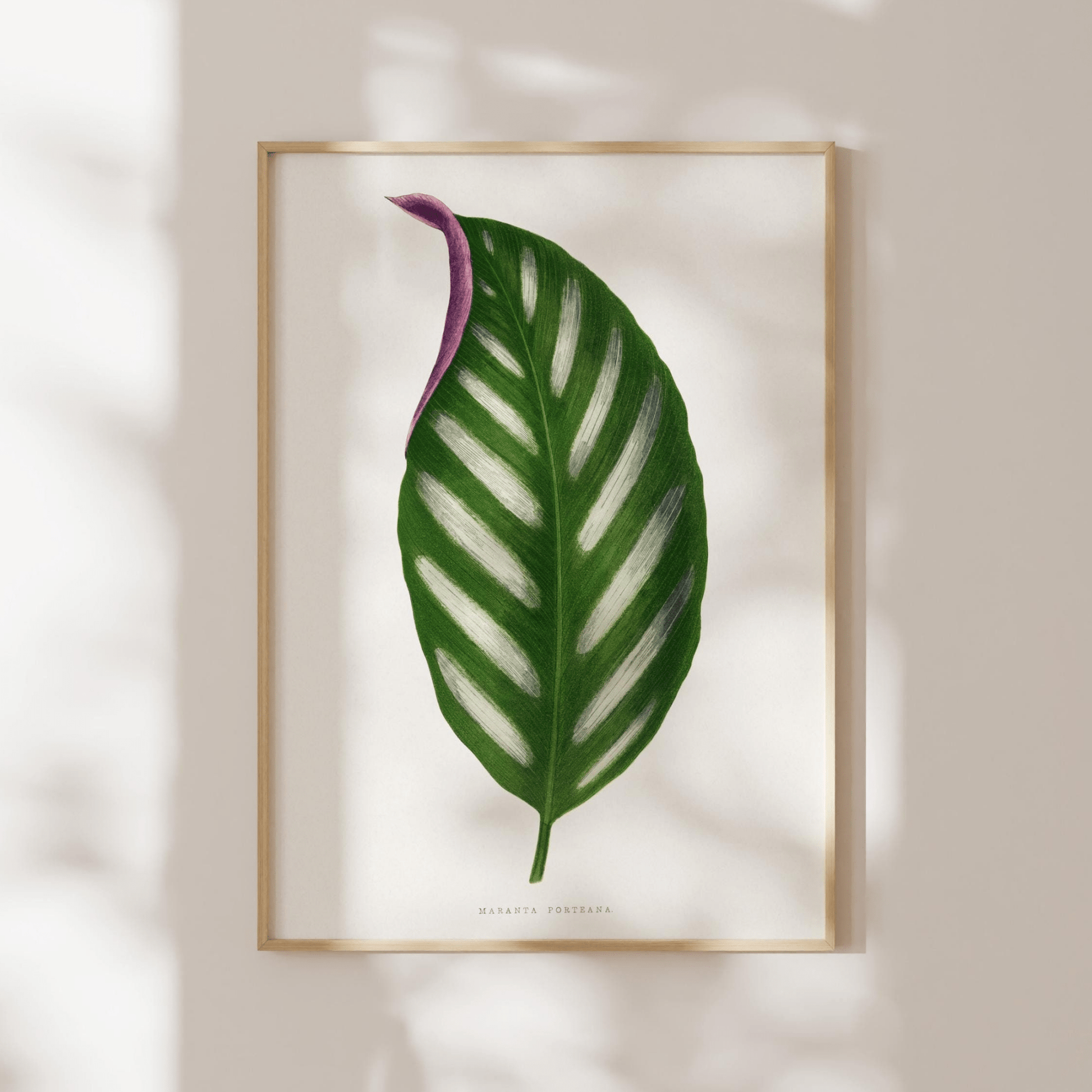 Alexander Francis Lydon - Maranta Porteana from 'Les Plantes à Feuillage Coloré' | Art Prints | Pathos Studio
