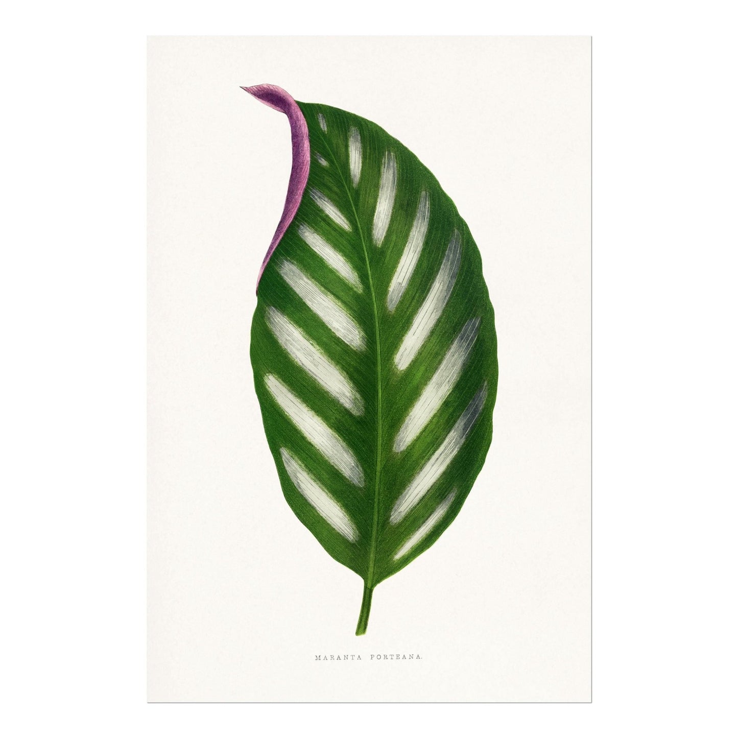 Alexander Francis Lydon - Maranta Porteana from 'Les Plantes à Feuillage Coloré' | Art Prints | Pathos Studio
