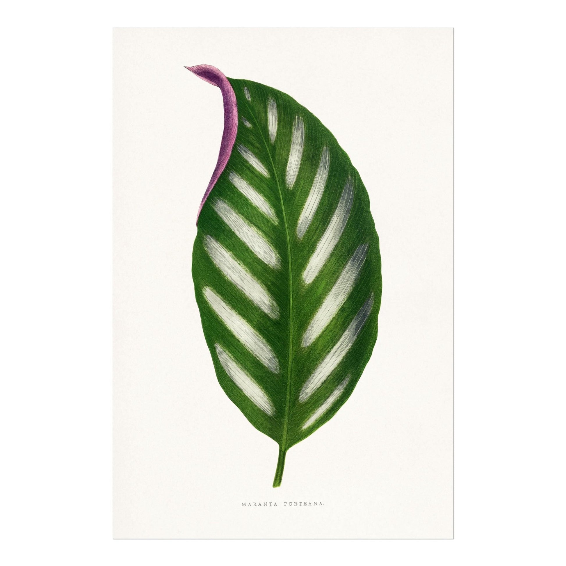 Alexander Francis Lydon - Maranta Porteana from 'Les Plantes à Feuillage Coloré' | Art Prints | Pathos Studio