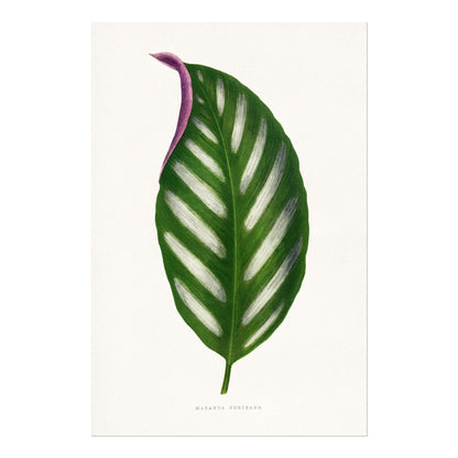Alexander Francis Lydon - Maranta Porteana from 'Les Plantes à Feuillage Coloré' | Art Prints | Pathos Studio