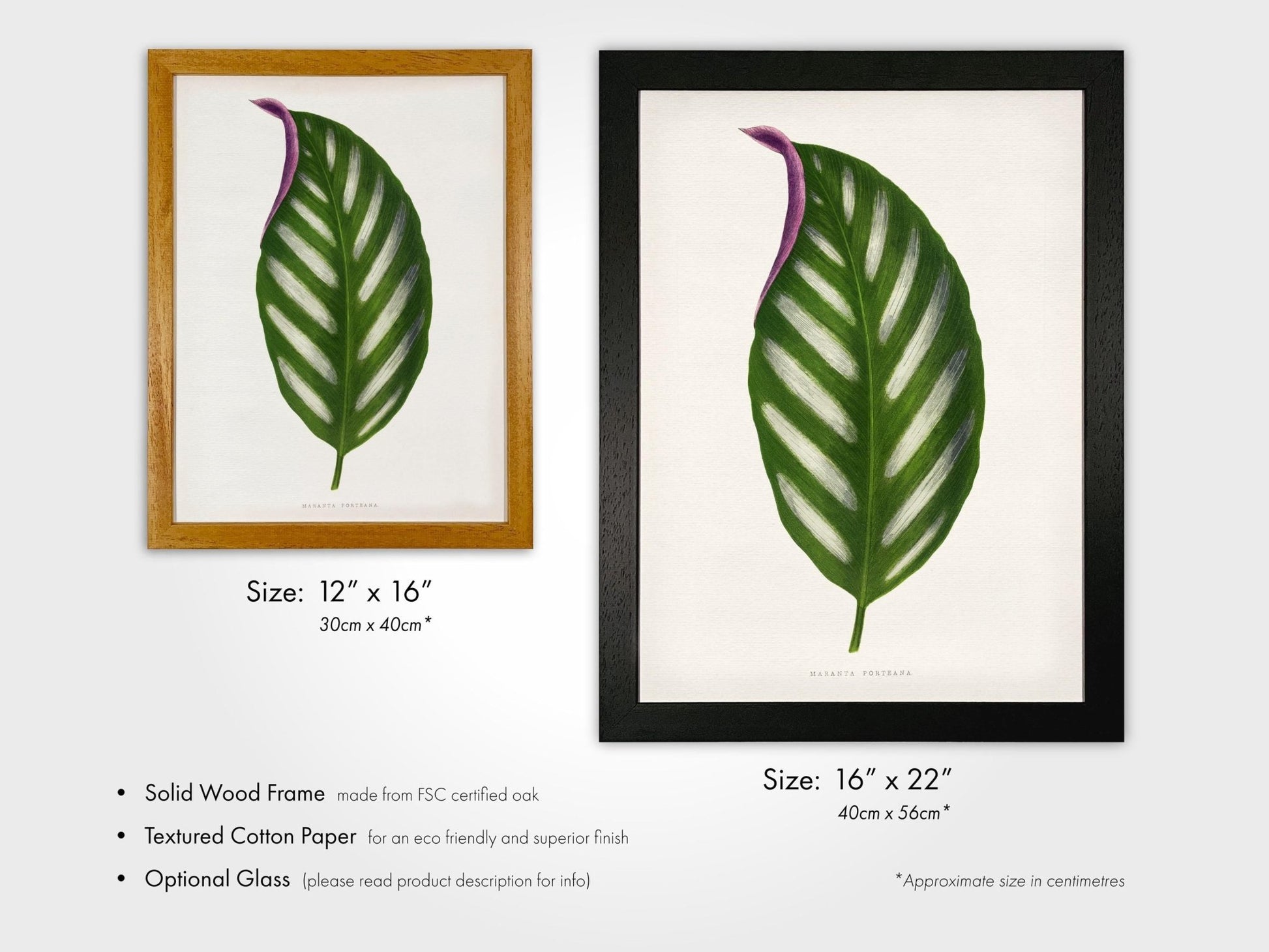 Alexander Francis Lydon - Maranta Porteana from 'Les Plantes à Feuillage Coloré' | Art Prints | Pathos Studio