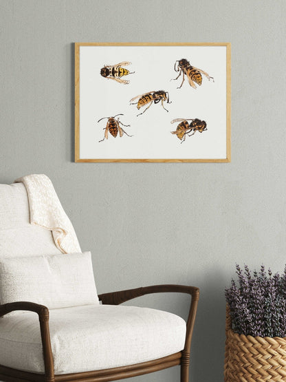 JULIE DE GRAAG - Studies of Wasps (Giclée Art Print) - Pathos Studio - Marketplace Listings