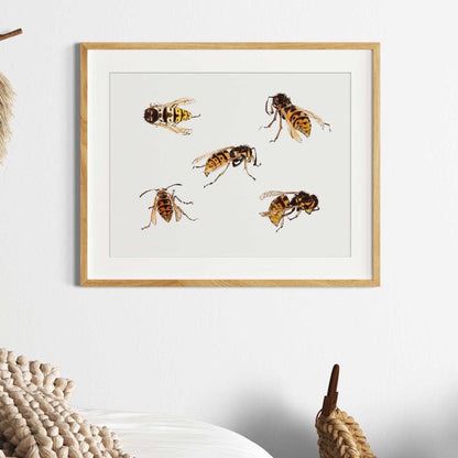 JULIE DE GRAAG - Studies of Wasps (Giclée Art Print) - Pathos Studio - Marketplace Listings