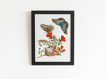 MARIA SIBYLLA MERIAN - Pomegranate Tree With Caterpillar & Butterfly (Giclée Art Print) - Pathos Studio - Marketplace Listings