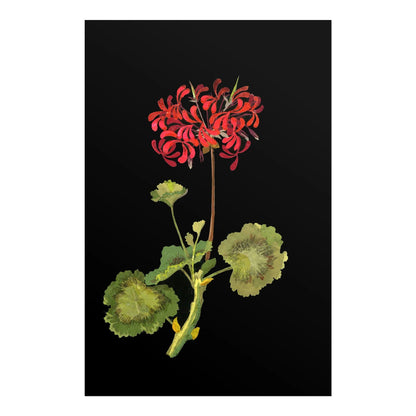 MARY DELANY - Geranium - Pathos Studio - Art Prints