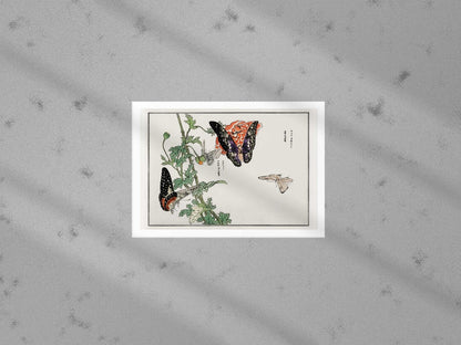 MORIMOTO TOKO - Butterflies And Plant Illustration