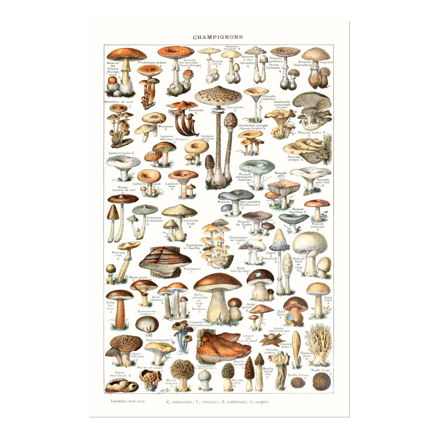 ADOLPHE MILLOT - Champignons (Mushroom Diagram)