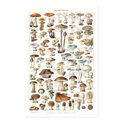 ADOLPHE MILLOT - Champignons (Mushroom Diagram)