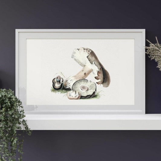 Agaricus Augustus Mushroom (Vintage Illustration from 'Biodiversity Heritage Library')