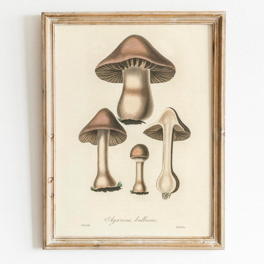 Champignon Agaricus Bulbosus (Vintage Illustration de 'Medical Botany')