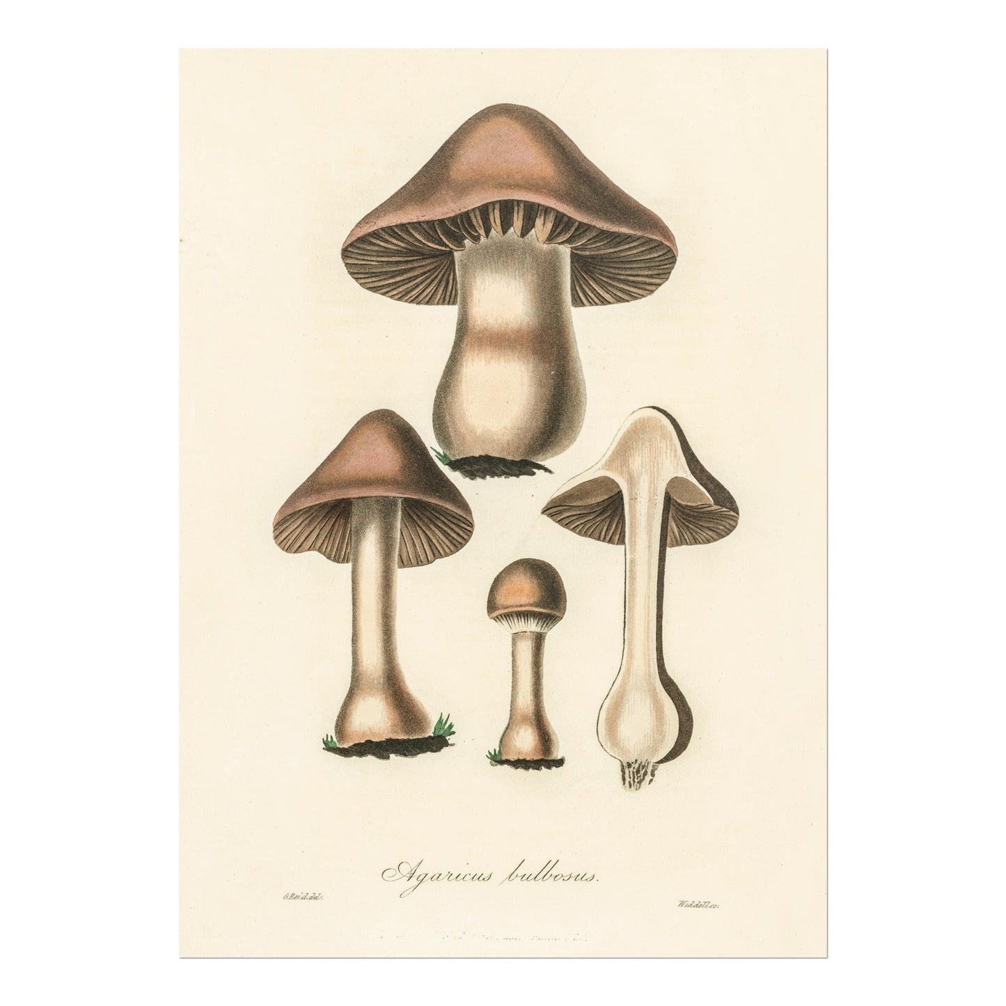 Agaricus Bulbosus Mushroom (Vintage Illustration from 'Medical Botany')