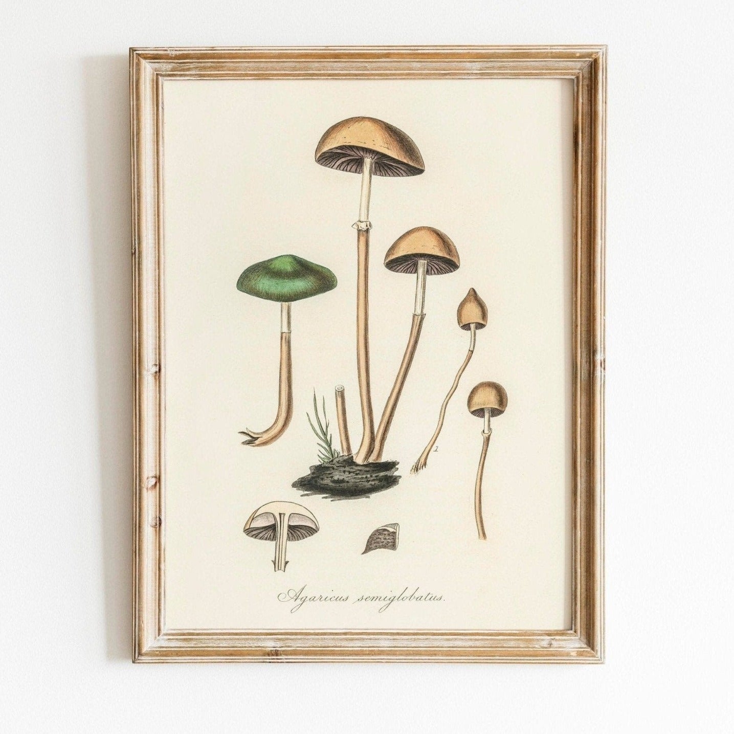 Agaricus Semiglobatus Mushroom (Vintage Illustration from 'Medical Botany')