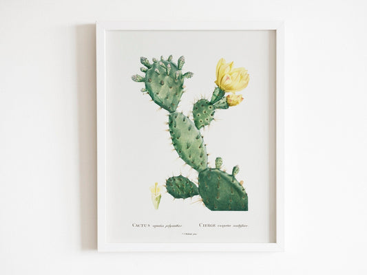 Aloe Opuntia Polyanthos Cactus By Pierre-Joseph Redouté (Raphael of Flowers) - Pathos Studio - Art Prints