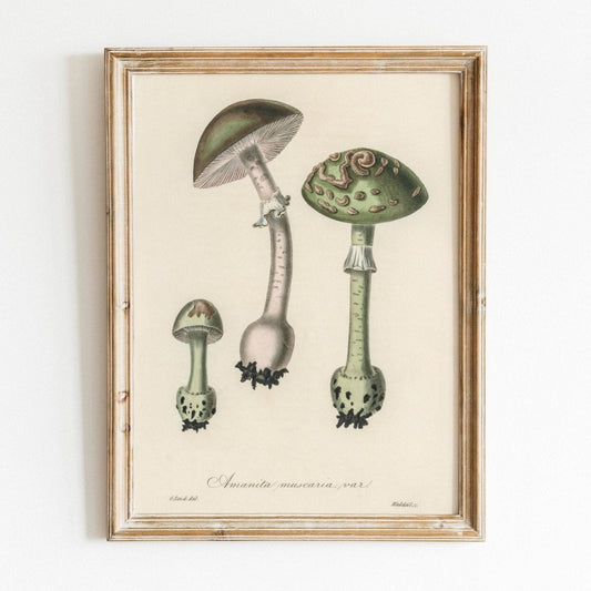 Champignon Amanita Muscaria (Illustration vintage de 'Medical Botany')
