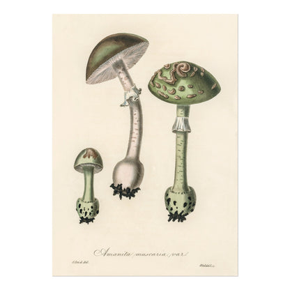 Amanita Muscaria Mushroom (Vintage Illustration from 'Medical Botany')