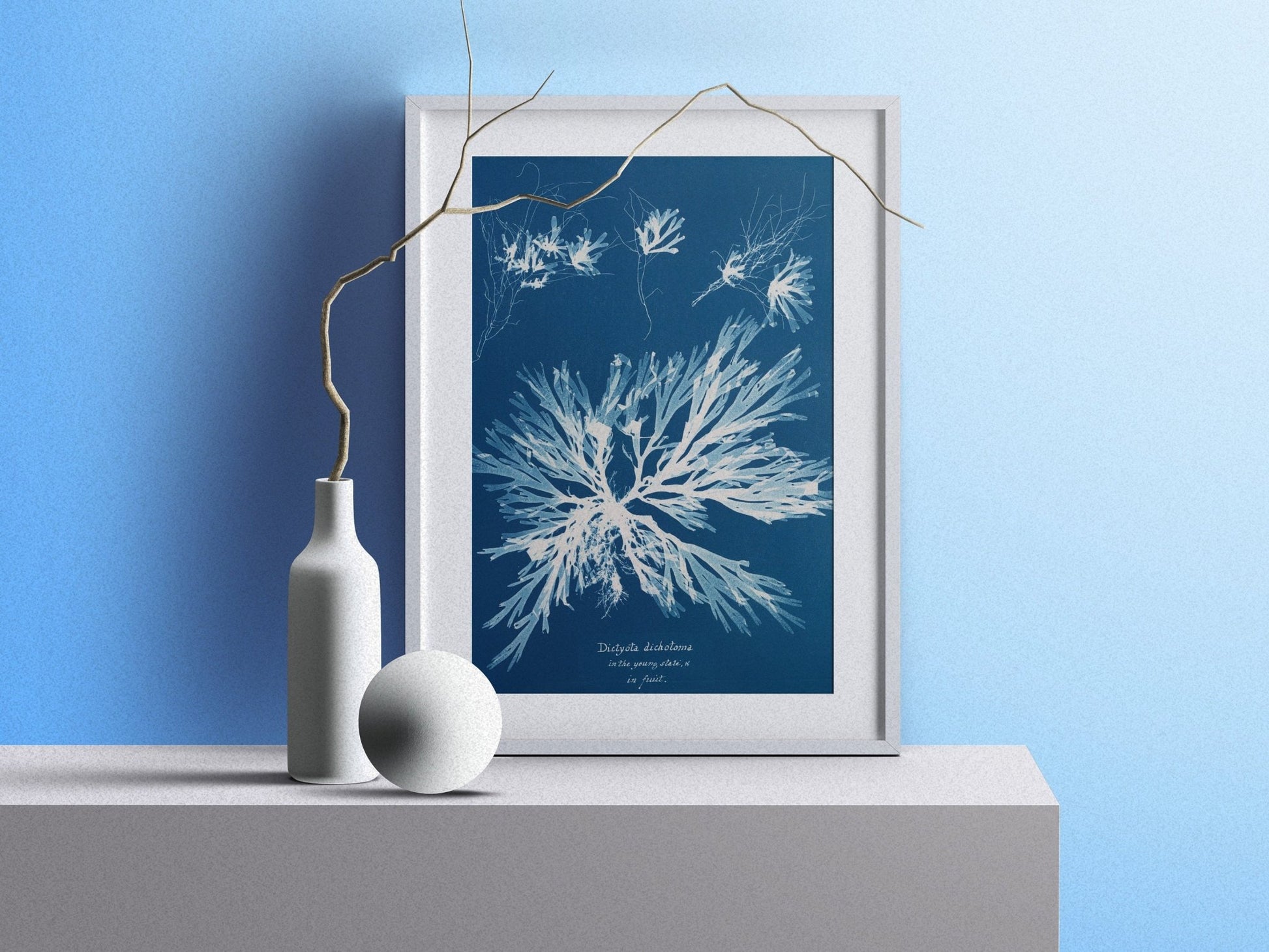 ANNA ATKINS - Dictyota Dichotoma - Pathos Studio - Art Prints