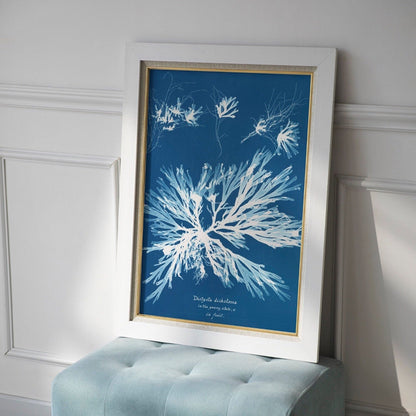 ANNA ATKINS - Dictyota Dichotoma - Pathos Studio - Art Prints