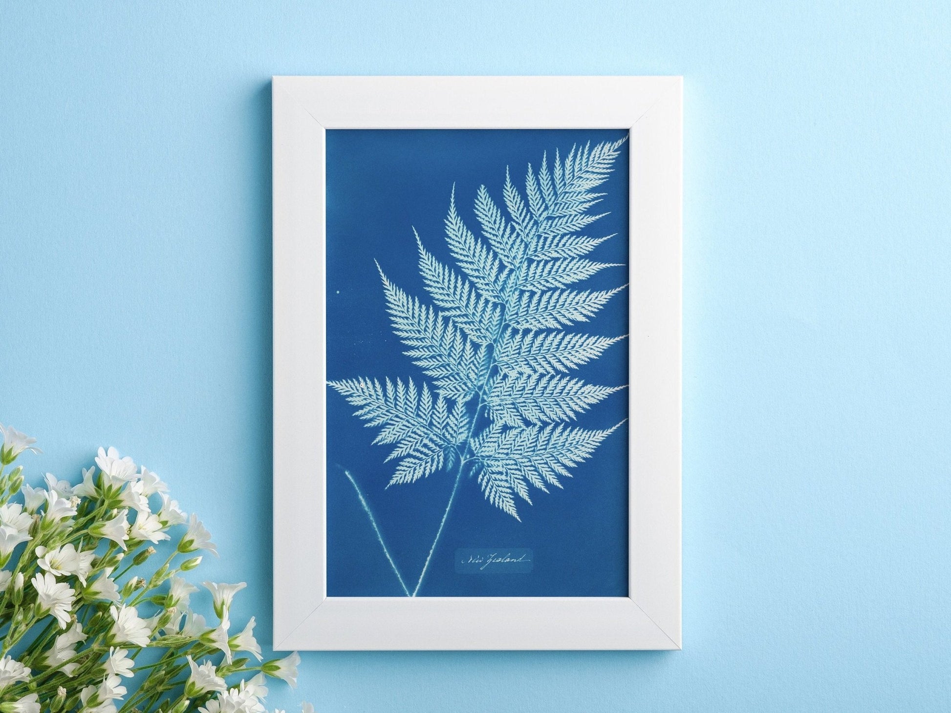 ANNA ATKINS - Fern-Like Leaf Frond - Pathos Studio - Art Prints