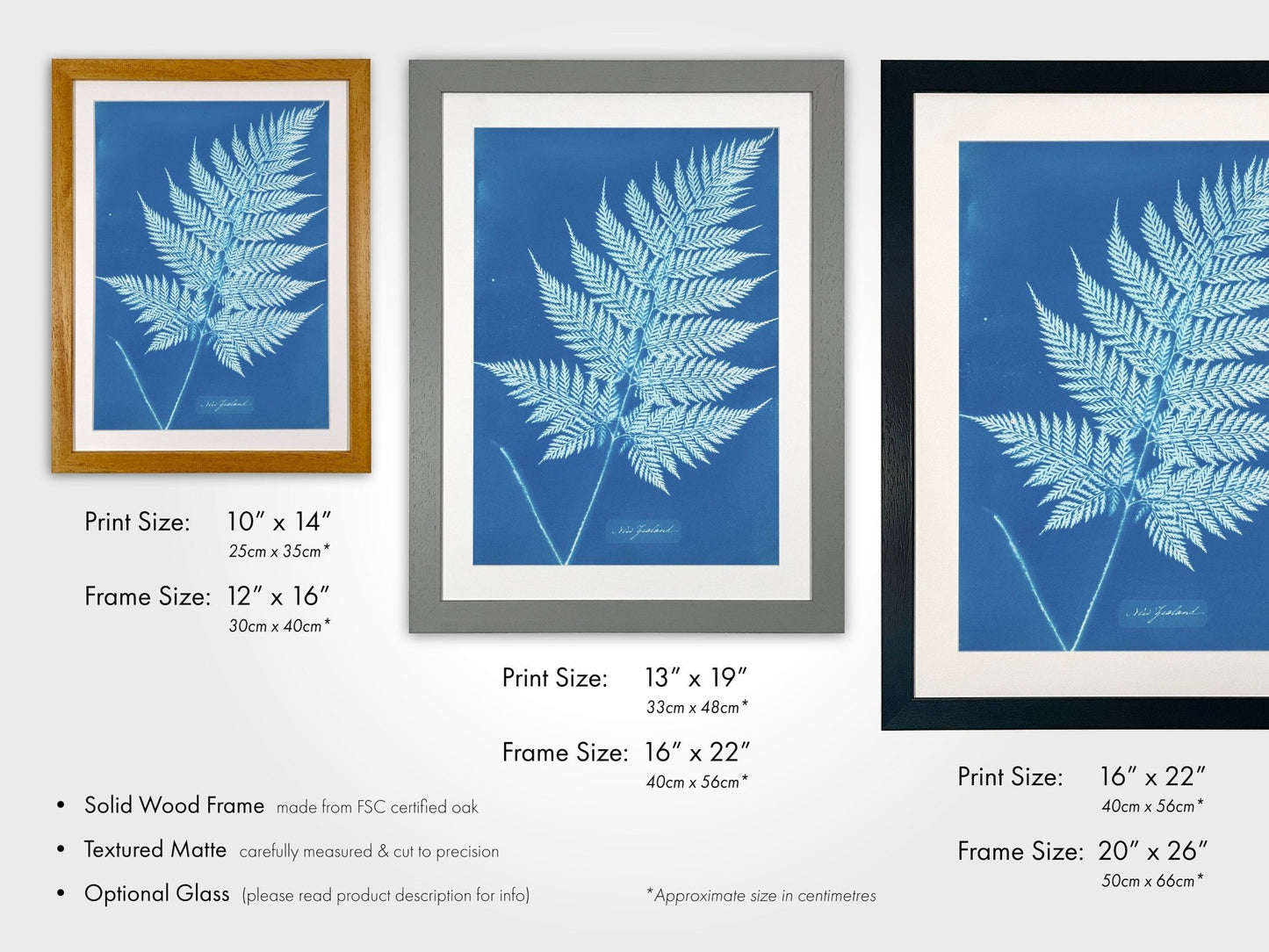 ANNA ATKINS - Fern-Like Leaf Frond - Pathos Studio - Art Prints