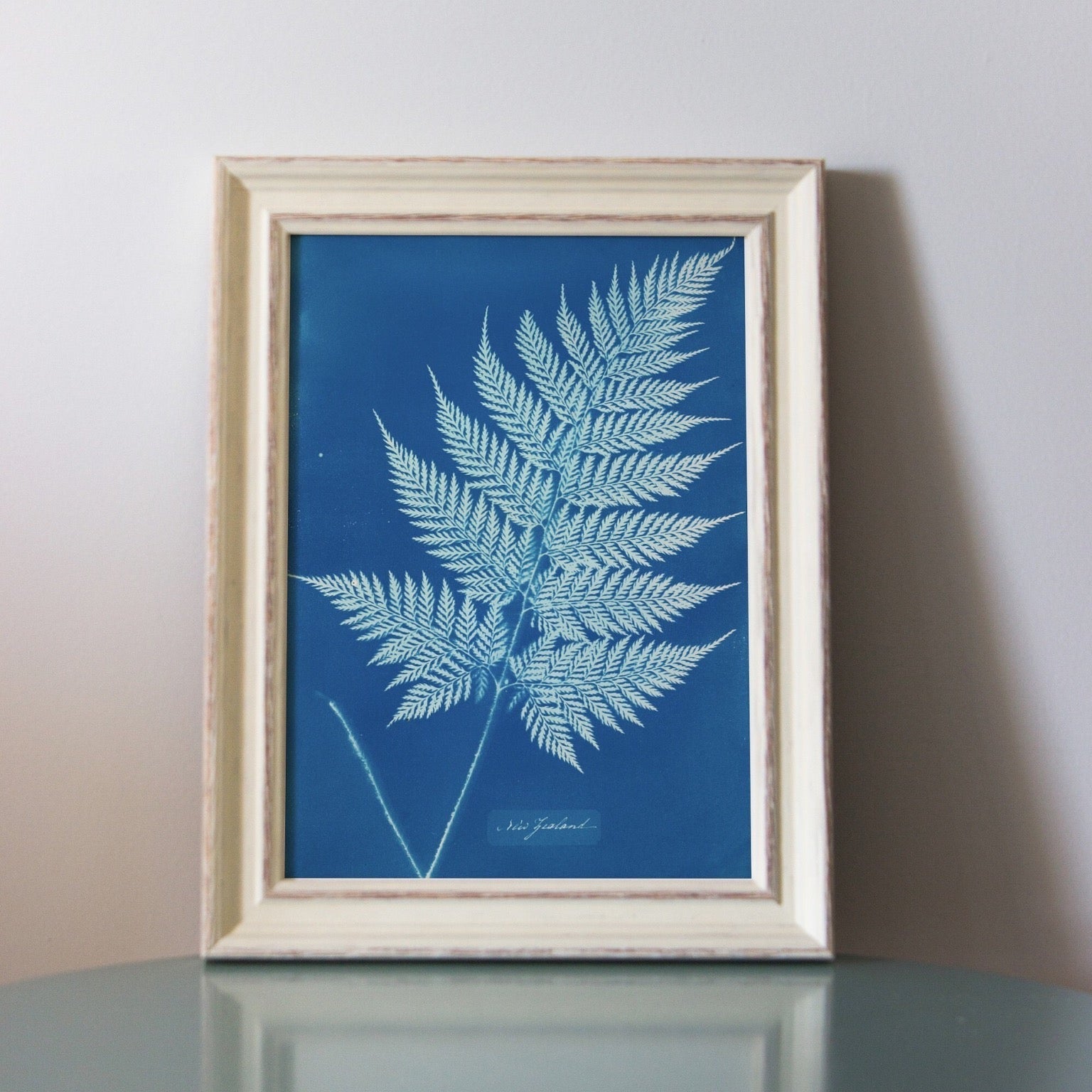 ANNA ATKINS - Fern-Like Leaf Frond - Pathos Studio - Art Prints