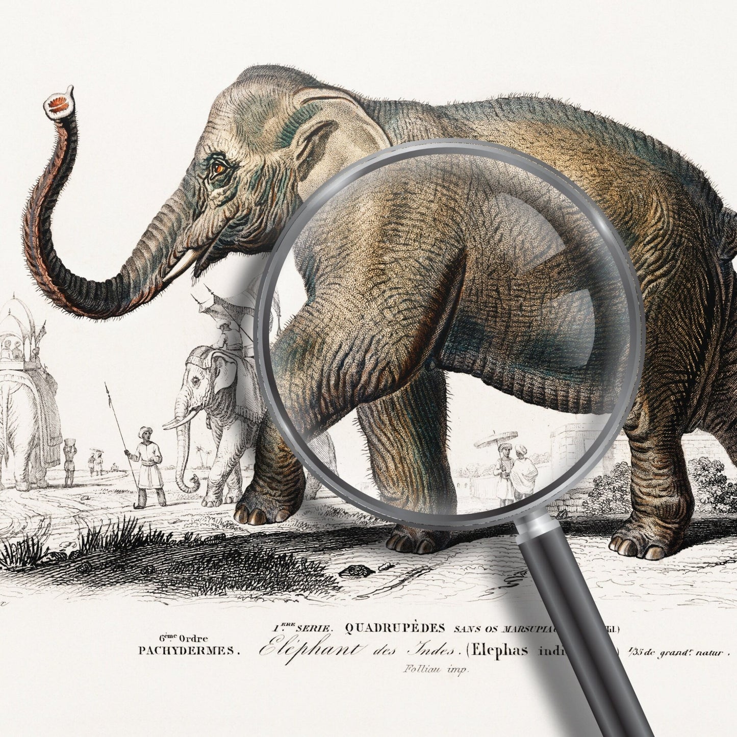 Asiatischer Elefant (Tierillustration aus „Dictionnaire Universel D'histoire Naturelle“)