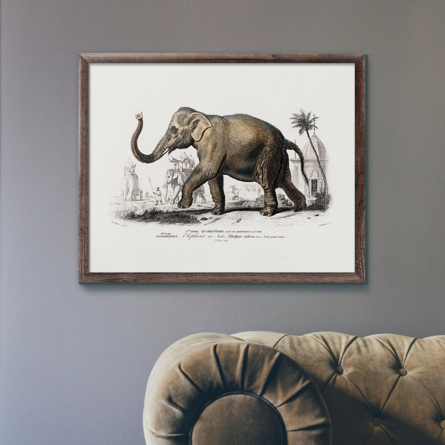 Éléphant d'Asie (Animal Illustration du 'Dictionnaire Universel D'histoire Naturelle')