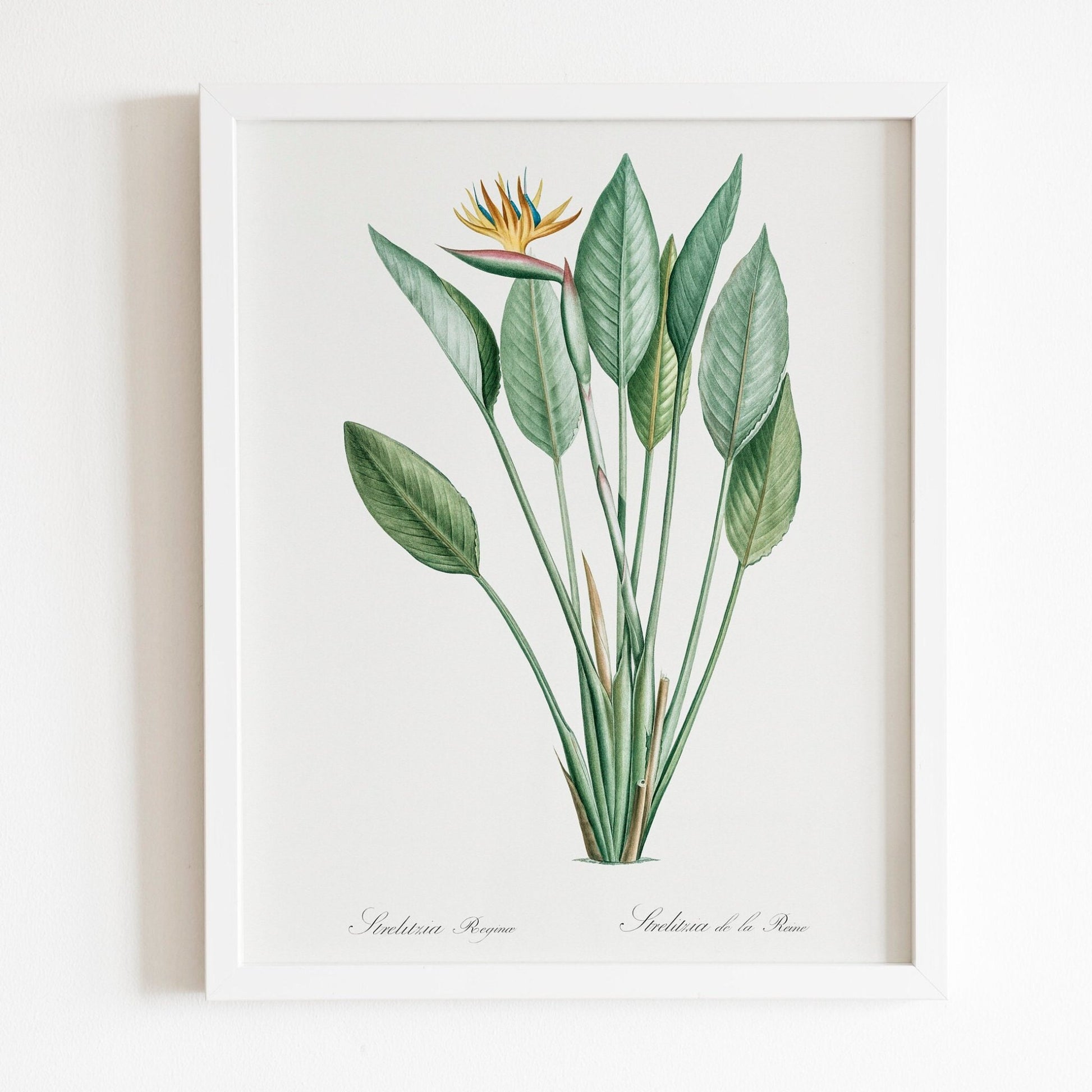 Bird Of Paradise by Pierre-Joseph Redouté (Raphael of Flowers) - Pathos Studio - Art Prints