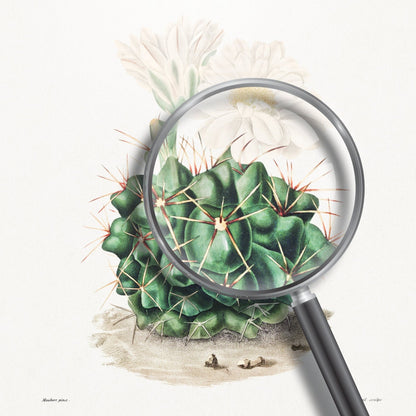 Black Chin Cactus (Botanical Lithograph)