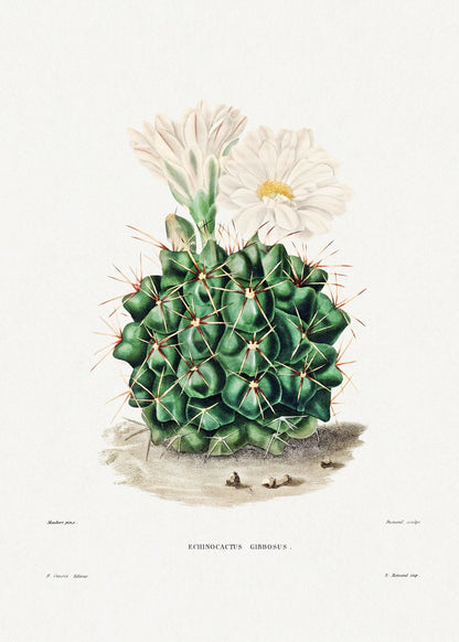 Schwarzkinnkaktus (Botanische Lithographie)