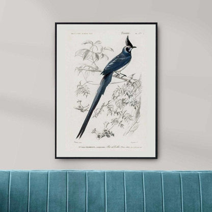 Black-Throated Magpie-Jay (Animal Illustration from 'Dictionnaire Universel D'histoire Naturelle')