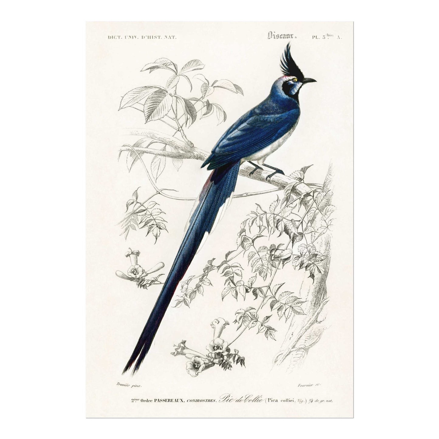 Black-Throated Magpie-Jay (Animal Illustration from ‘Dictionnaire Universel D'histoire Naturelle’)