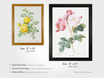 Blood-Red Bengal Rose by Pierre-Joseph Redouté (Raphael of Flowers) - Pathos Studio - Art Prints