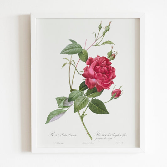 Blood-Red Bengal Rose by Pierre-Joseph Redouté (Raphael of Flowers) - Pathos Studio - Art Prints