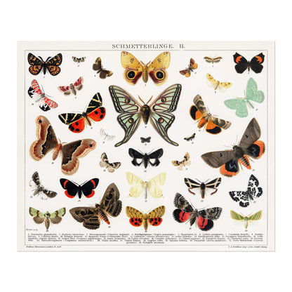 Butterflies & Moths / Schmetterlinge II (Vintage Lithograph Illustration)