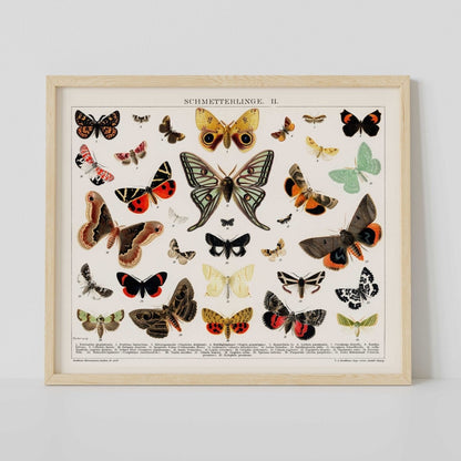 Papillons et papillons de nuit / Schmetterlinge II (illustration lithographique vintage)