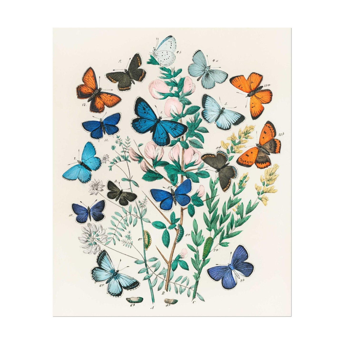 Butterflies (Vintage Illustration by William Forsell Kirby)