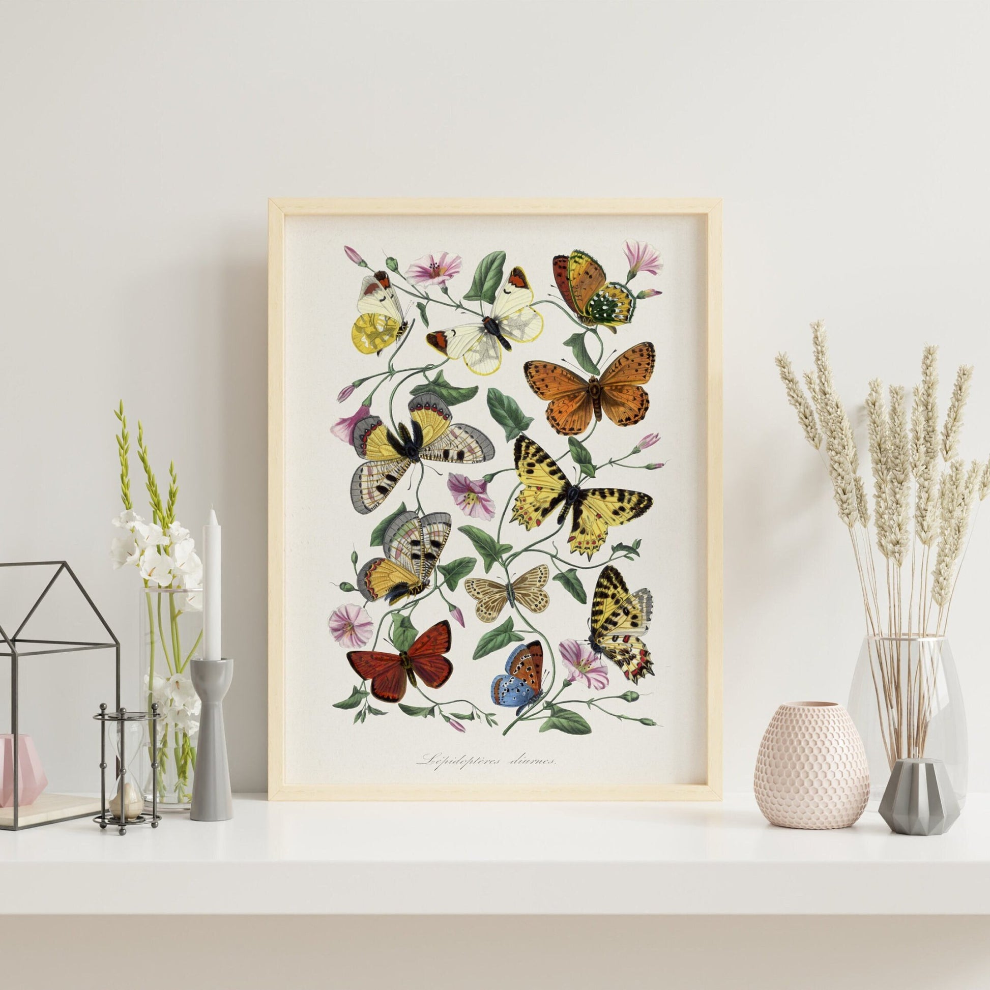 Butterfly & Moth (From Le Jardin Des Plantes by Paul Gervais) - Pathos Studio - Art Prints