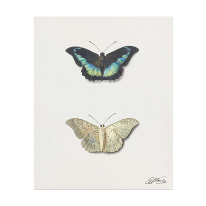 Schmetterling (Vintage Illustration von Georgius Jacobus Johannes Van Os)