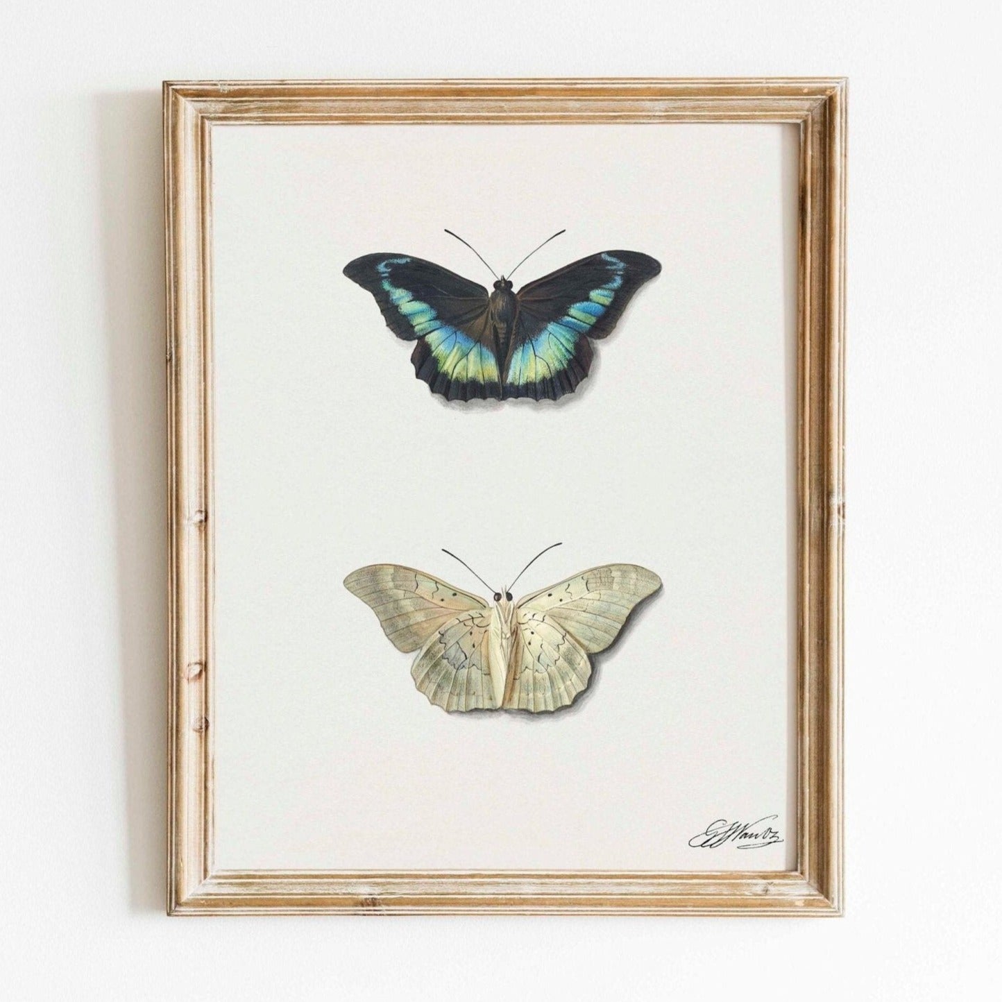 Papillon (Illustration vintage de Georgius Jacobus Johannes Van Os)
