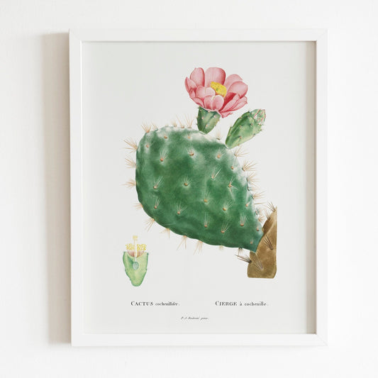 Cactus Cochenillifer by Pierre-Joseph Redouté (Raphael of Flowers) - Pathos Studio - Art Prints