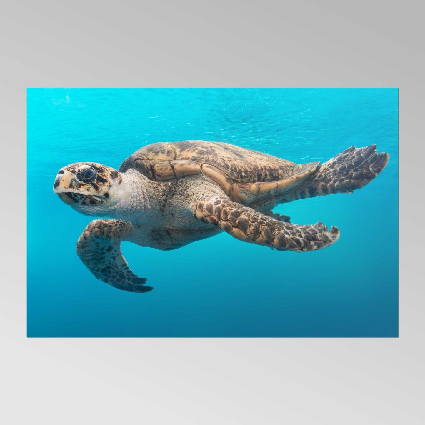 CAROL M. HIGHSMITH - Une tortue glisse dans l'eau