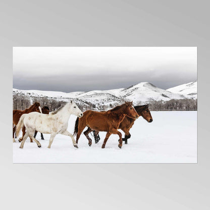 CAROL M. HIGHSMITH - Herd of Horses