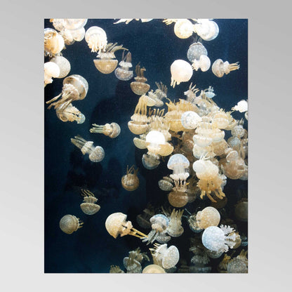 CAROL M. HIGHSMITH - Jellyfish in the Monterey Bay