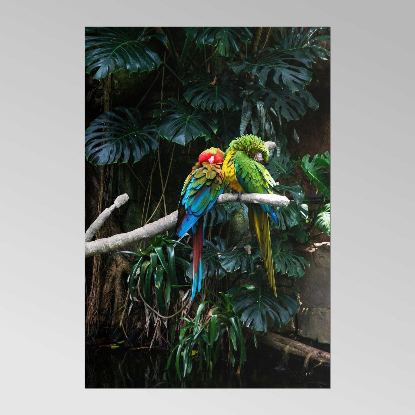CAROL M. HIGHSMITH - Parrots at Moody Gardens