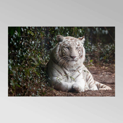 CAROL M. HIGHSMITH - Tigre du Bengale blanc
