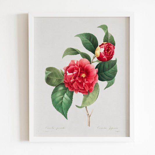 Choix Des Plus Belles Fleurs by Pierre-Joseph Redouté (Raphael of Flowers) - Pathos Studio - Art Prints