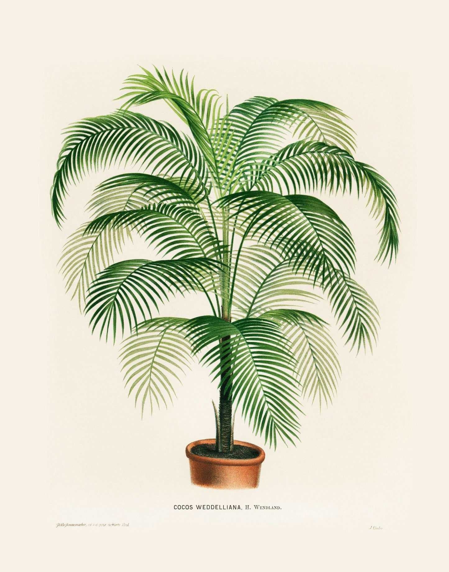 Cocos Weddelliana (Botanical Lithograph)