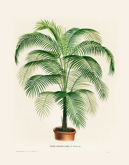 Cocos Weddelliana (Botanische Lithographie)