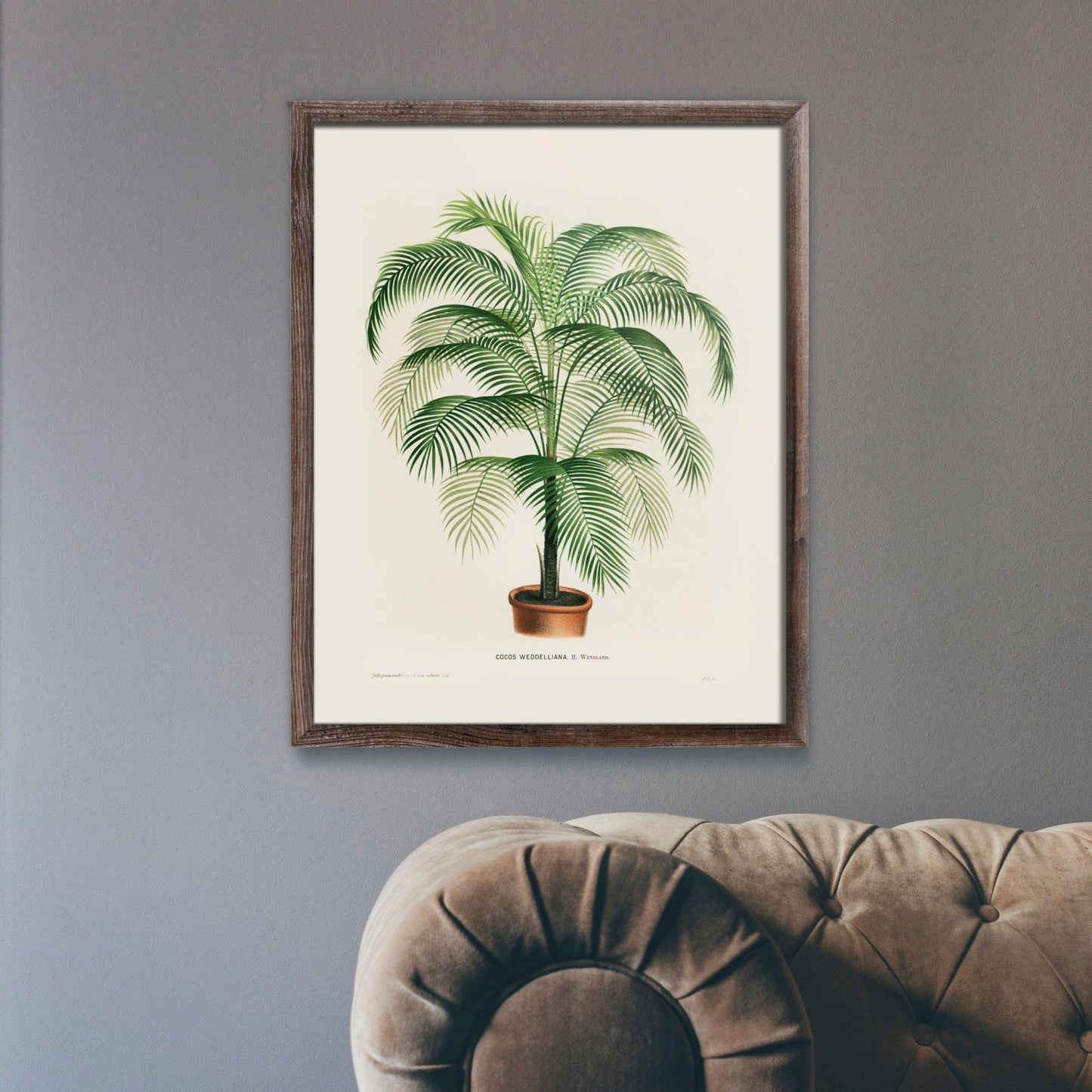 Cocos Weddelliana (Botanische Lithographie)