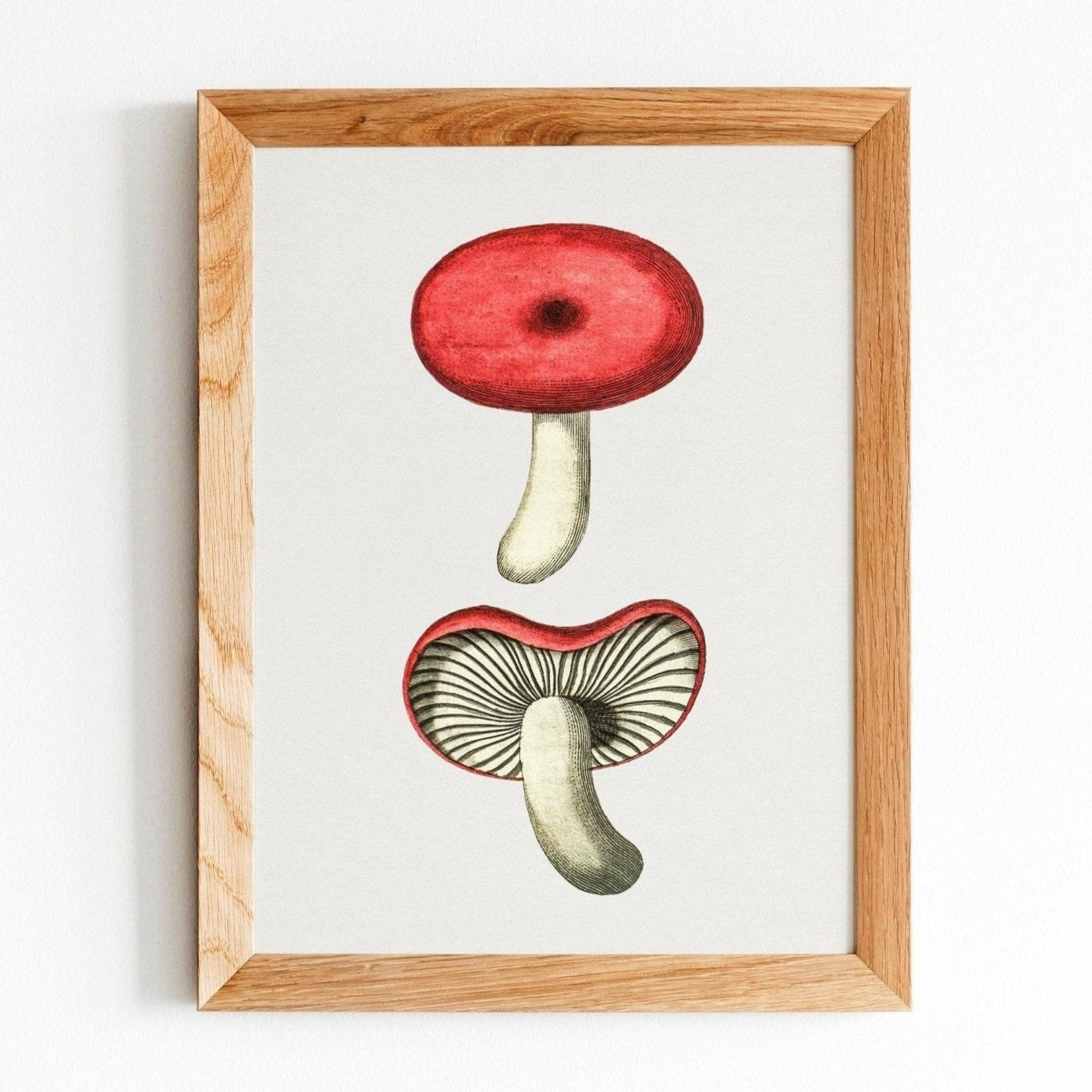 Cortinarius Purpureus Mushroom (Vintage Illustration from 'Biodiversity Heritage Library')